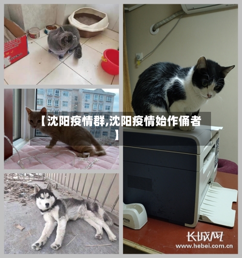 【沈阳疫情群,沈阳疫情始作俑者】-第3张图片