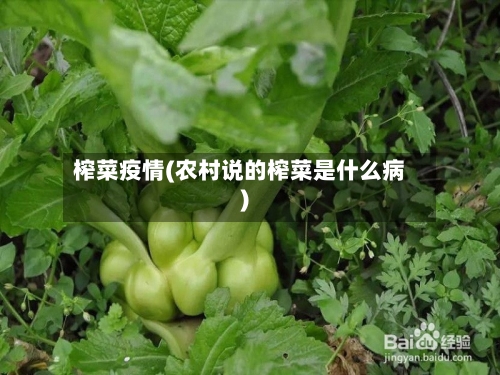 榨菜疫情(农村说的榨菜是什么病)-第3张图片