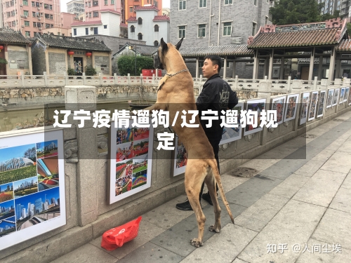 辽宁疫情遛狗/辽宁遛狗规定