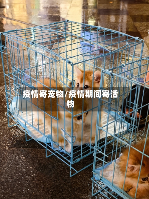 疫情寄宠物/疫情期间寄活物-第3张图片