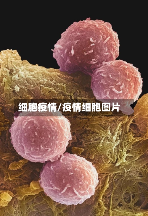 细胞疫情/疫情细胞图片-第3张图片