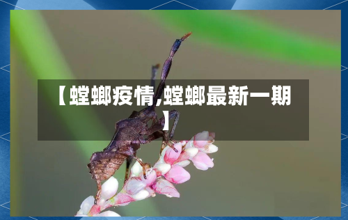 【螳螂疫情,螳螂最新一期】-第3张图片