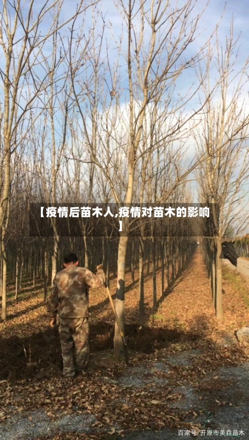 【疫情后苗木人,疫情对苗木的影响】