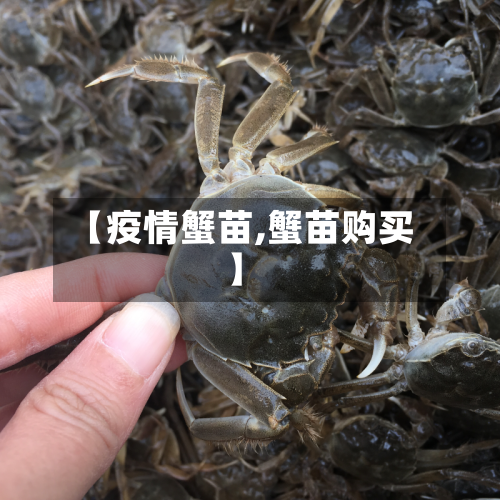 【疫情蟹苗,蟹苗购买】