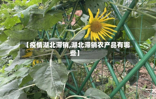 【疫情湖北滞销,湖北滞销农产品有哪些】-第2张图片