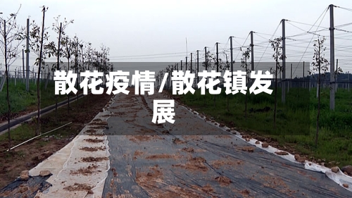 散花疫情/散花镇发展