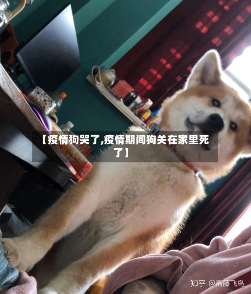 【疫情狗哭了,疫情期间狗关在家里死了】