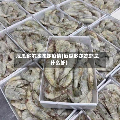 厄瓜多尔冰冻虾疫情(厄瓜多尔冻虾是什么虾)-第3张图片