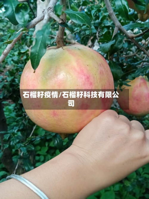 石榴籽疫情/石榴籽科技有限公司-第3张图片
