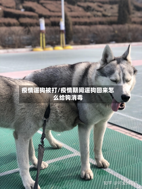 疫情遛狗被打/疫情期间遛狗回来怎么给狗消毒